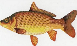 common carp