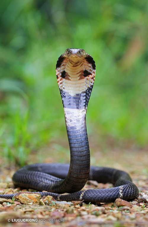 List of Reptile