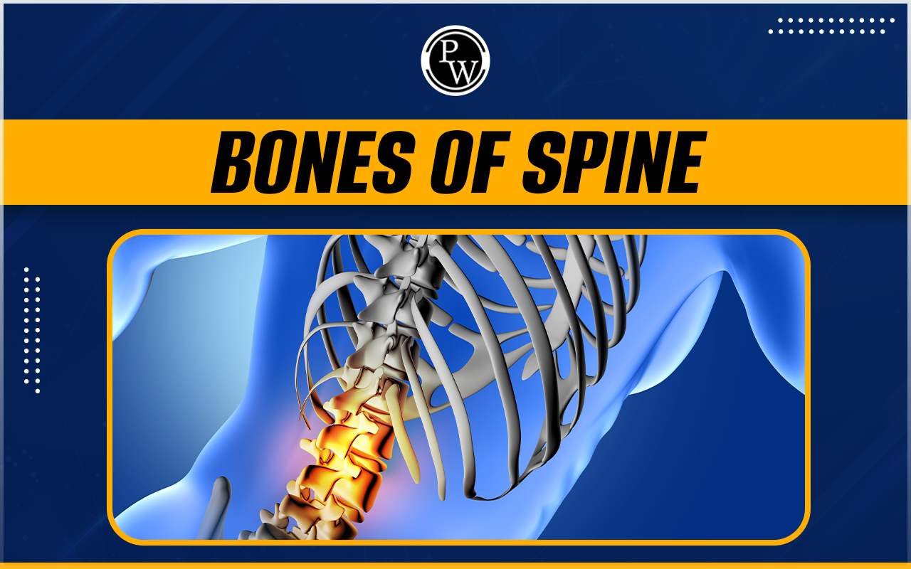 Bones of Spine