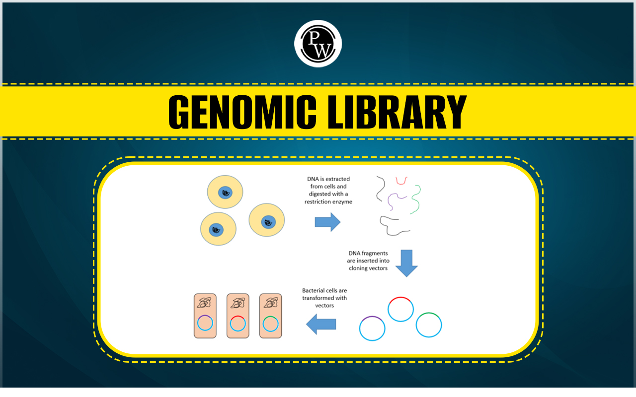 Genomic Library, Definition, Construction, Uses and cDNA Library