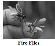 Fireflies