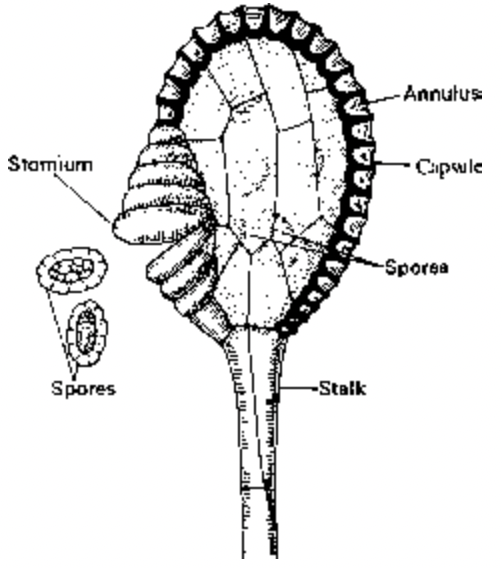 Dryopteris