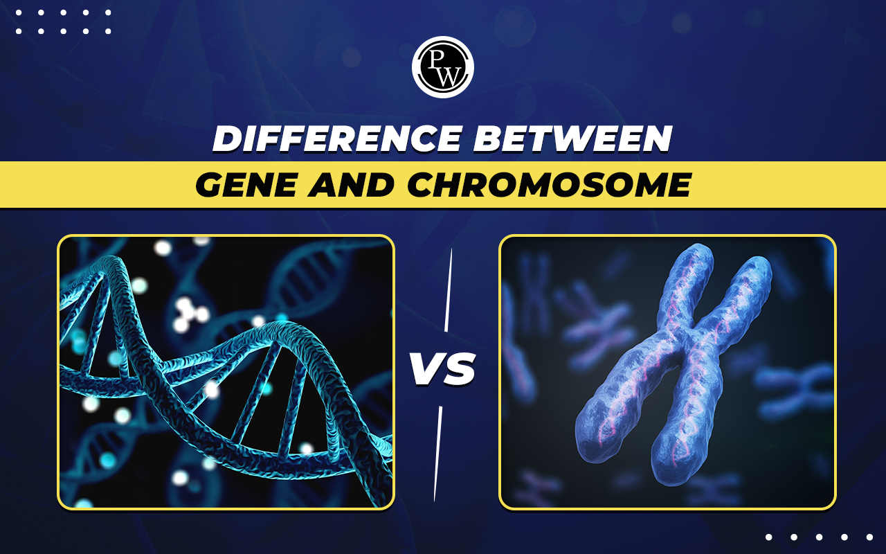 Difference Between Gene and Chromosome