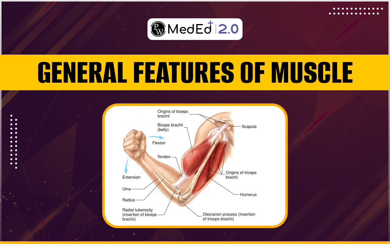 General Features of Muscles, Types and functions