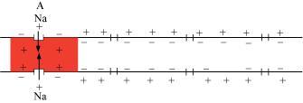 NCERT solution for class 11 biology 