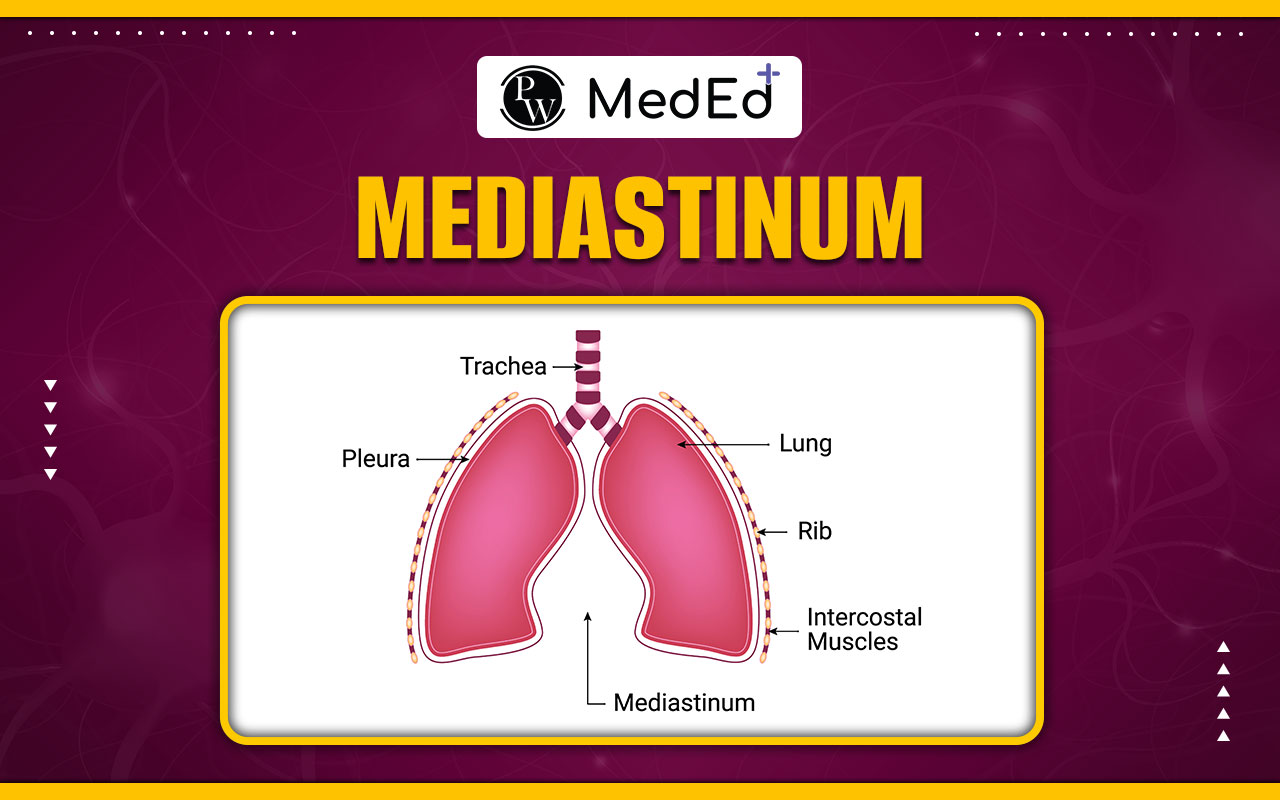 What is the Mediastinum?