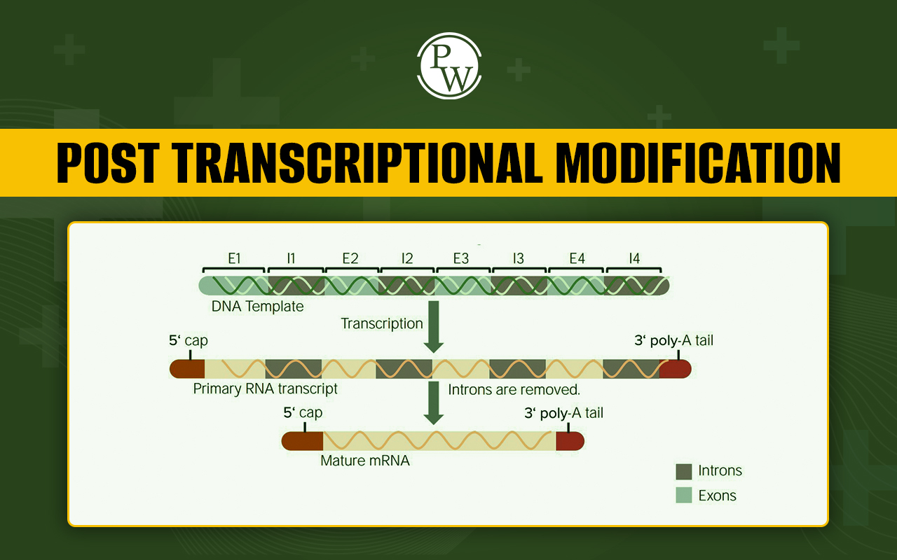 Post Transcriptional Modification, Process and Significance