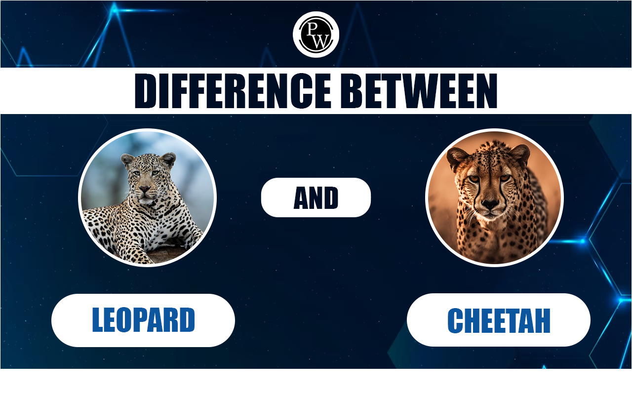 Difference Between Leopard and Cheetah