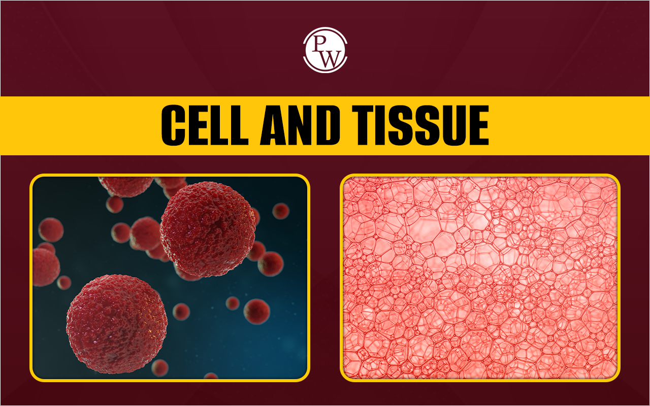 Cell and Tissue
