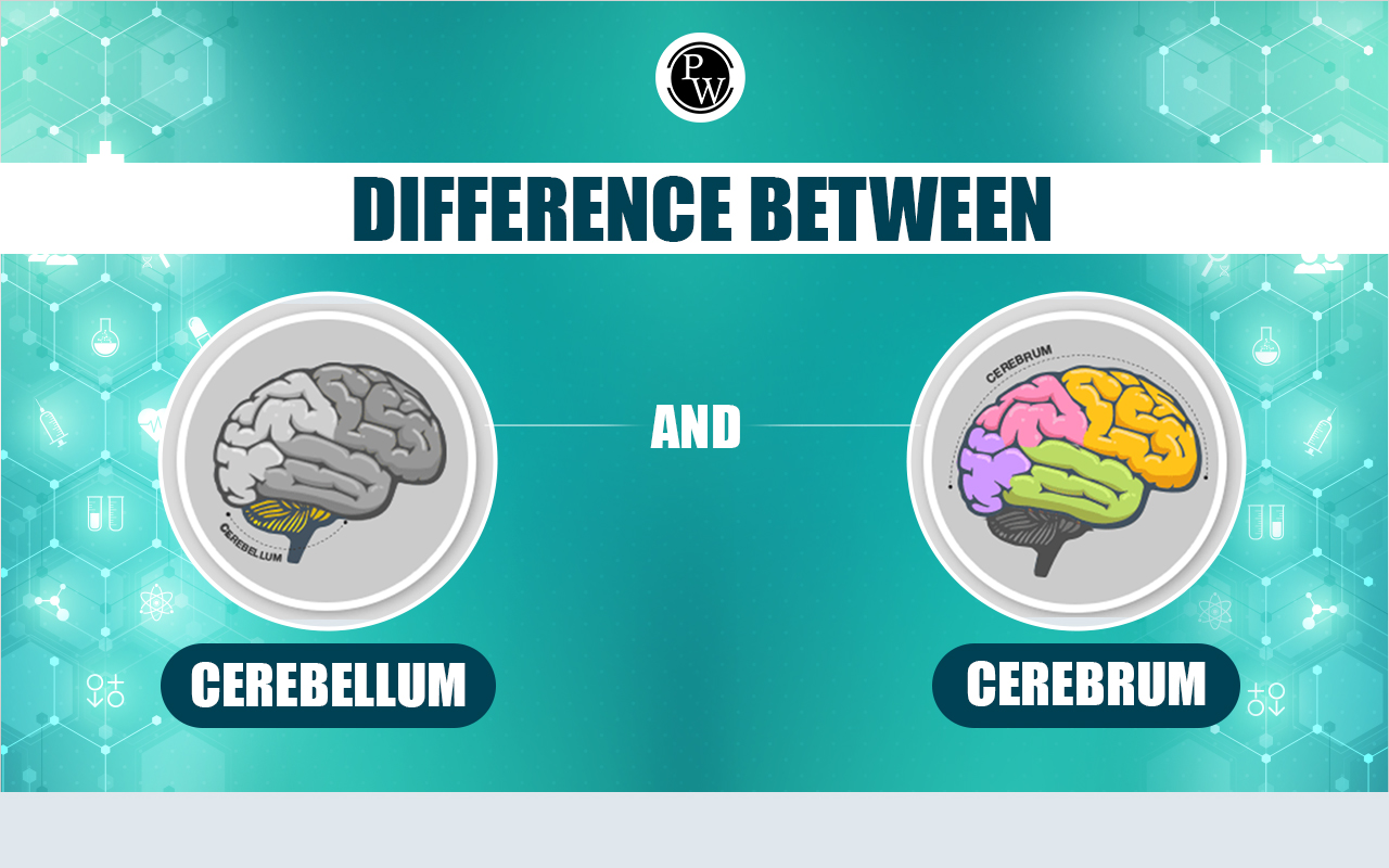 Difference Between Cerebellum and Cerebrum