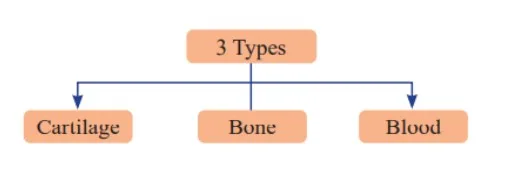 Specialized Connective Tissue 
