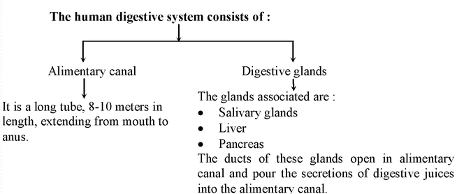 Heterotrophic Nutrition