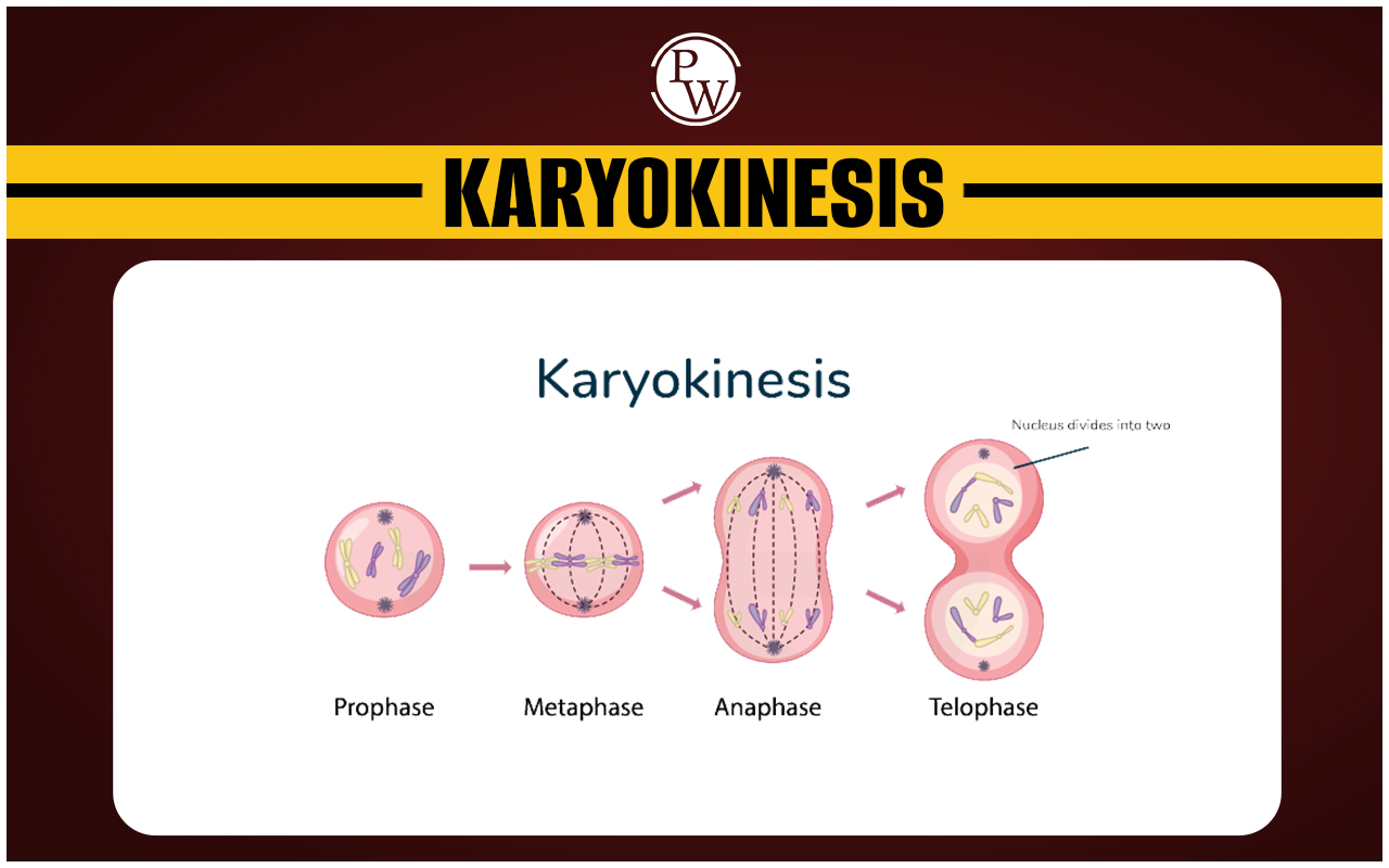 Karyokinesis