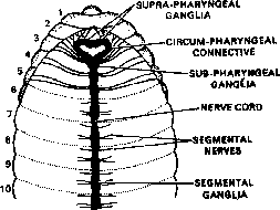 Nervous System of Earthworm