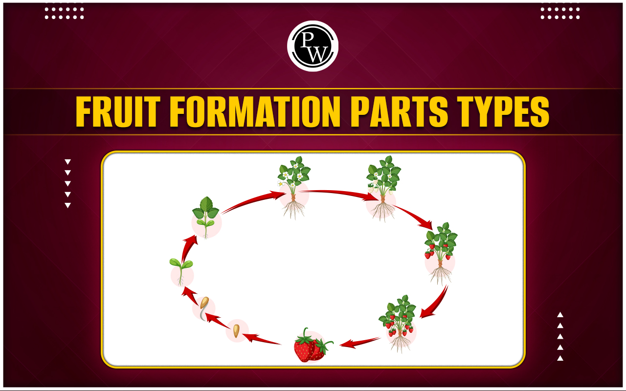 Fruit Formation