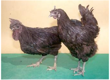 KADAKNATH