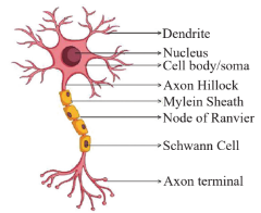 Structure of Neuron Diagram