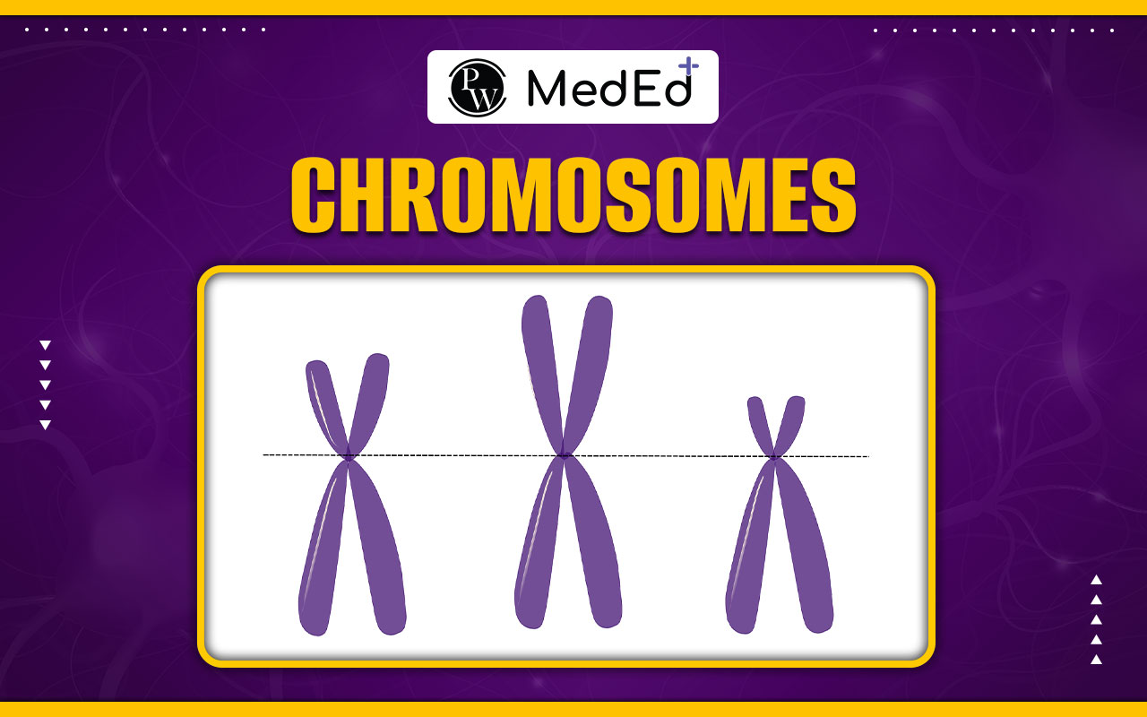 Chromosomes, The Condensed Form of the Code of Life