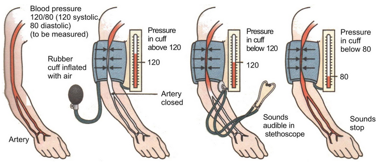 Circulatory System