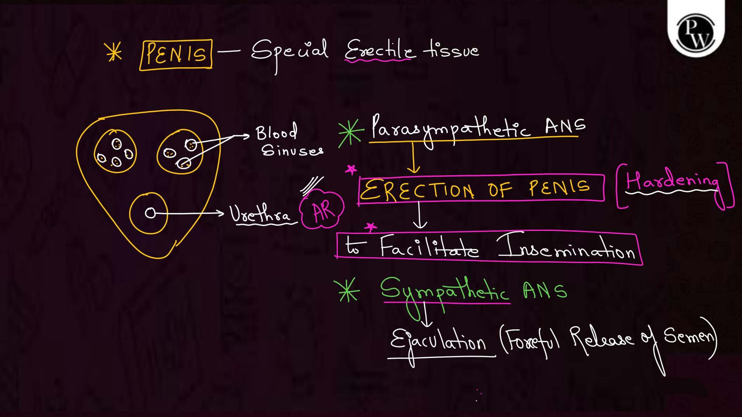 Human Reproduction Important NEET Notes