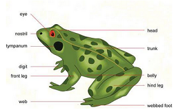 kingdom animalia classification