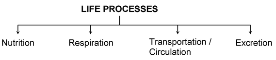 life process class 10th theory and questions 