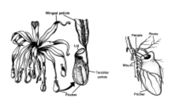 Phyllotaxy