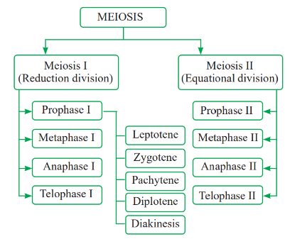Meiosis