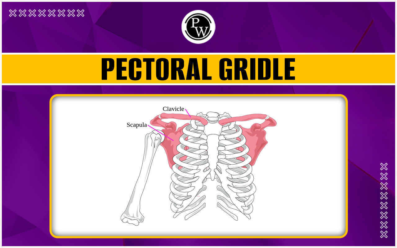 Pectoral Girdle