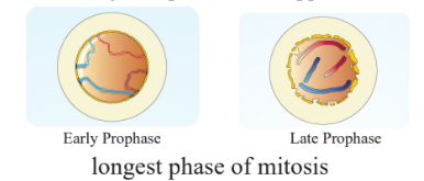 prophase diagram