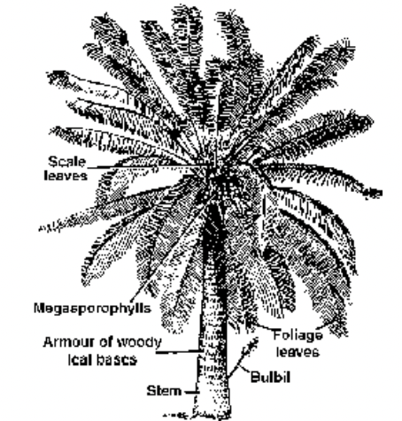 Gymnosperms