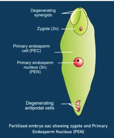 Double Fertilization 