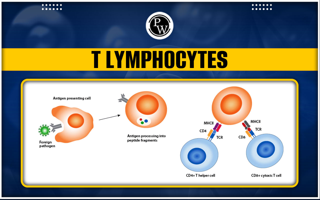 T Lymphocytes