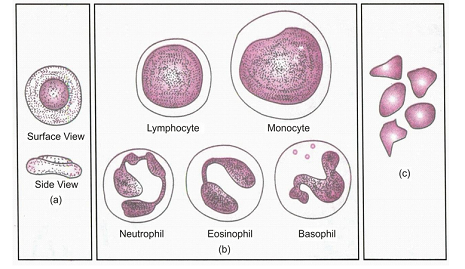 ANIMAL TISSUES
