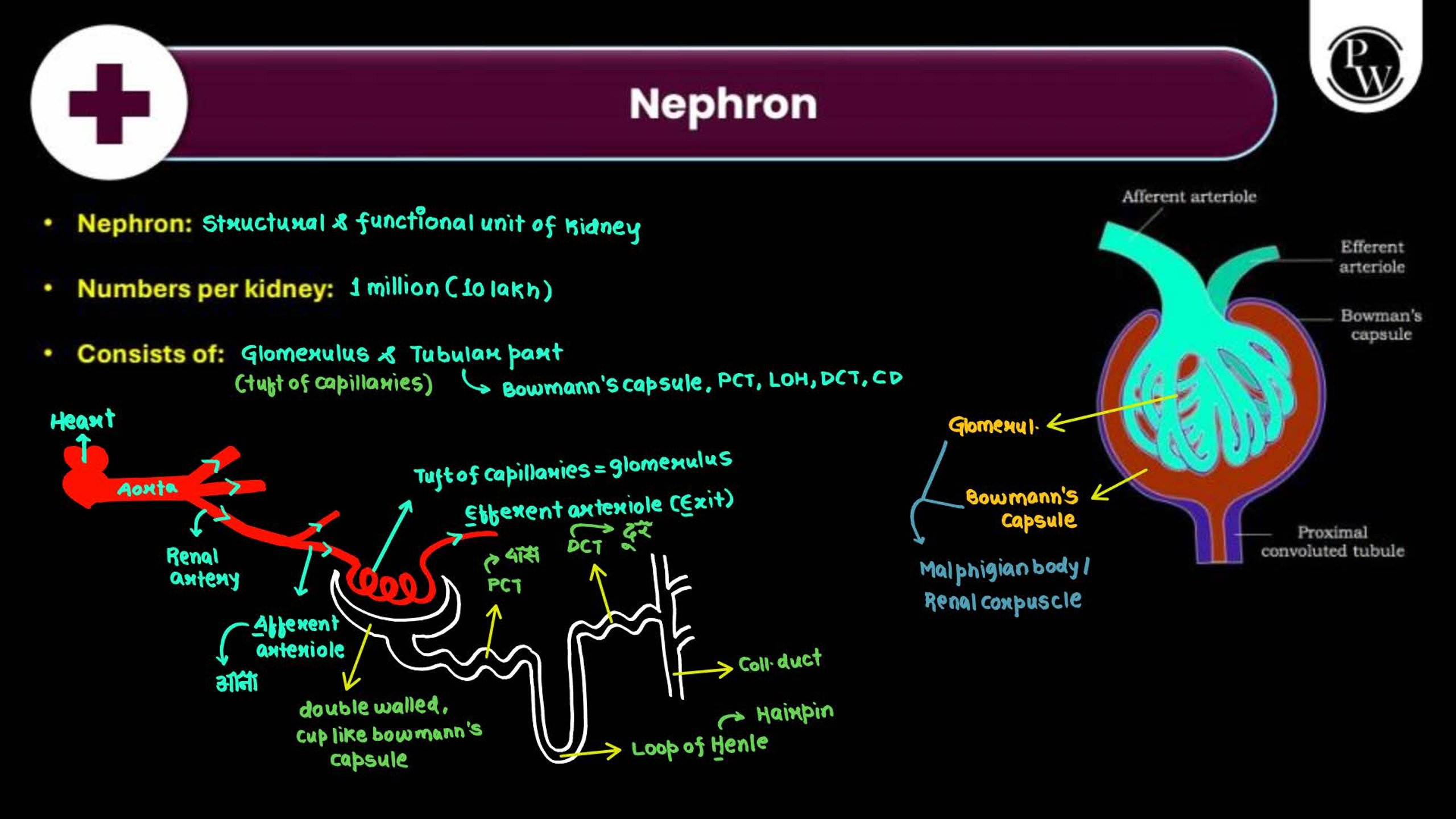 Excretory Products and Their Elimination NEET Notes