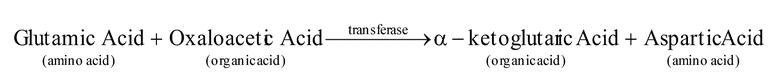 Chemical Nature of Enzymes