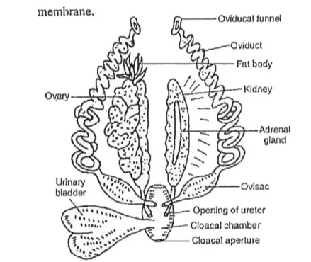 Female reproductive system of frog