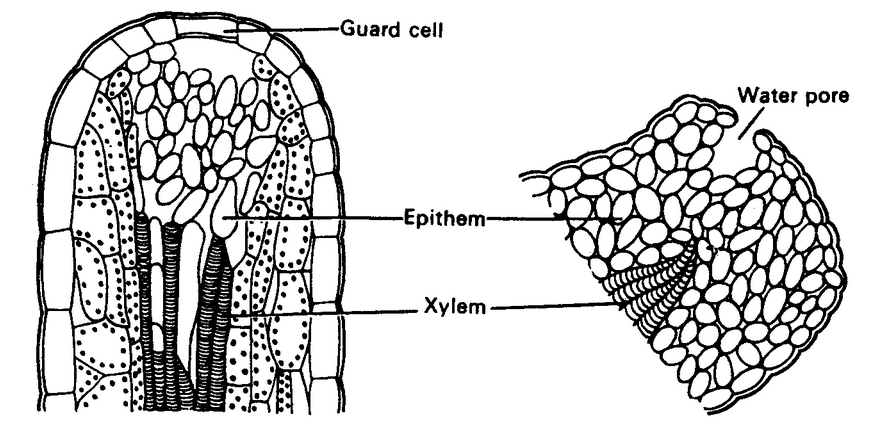 Complex Permanent Tissue