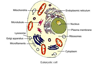 eukaryotic cell