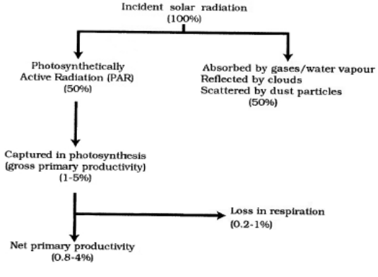 Energy flow in ecosystem pdf