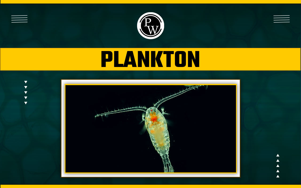 Plankton