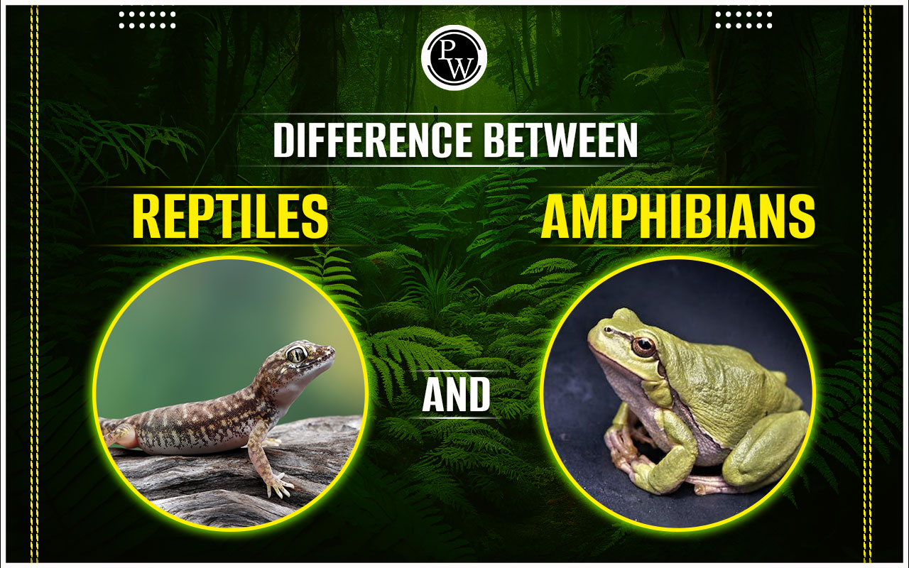 Difference Between Reptiles and Amphibians