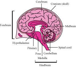 NCERT solution for class 11 