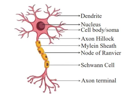 Structure of Neuron 