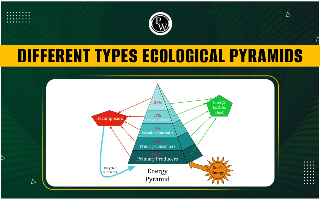 Different Types Of Ecological Pyramids