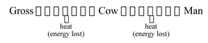 Energy flow in ecosystem pdf