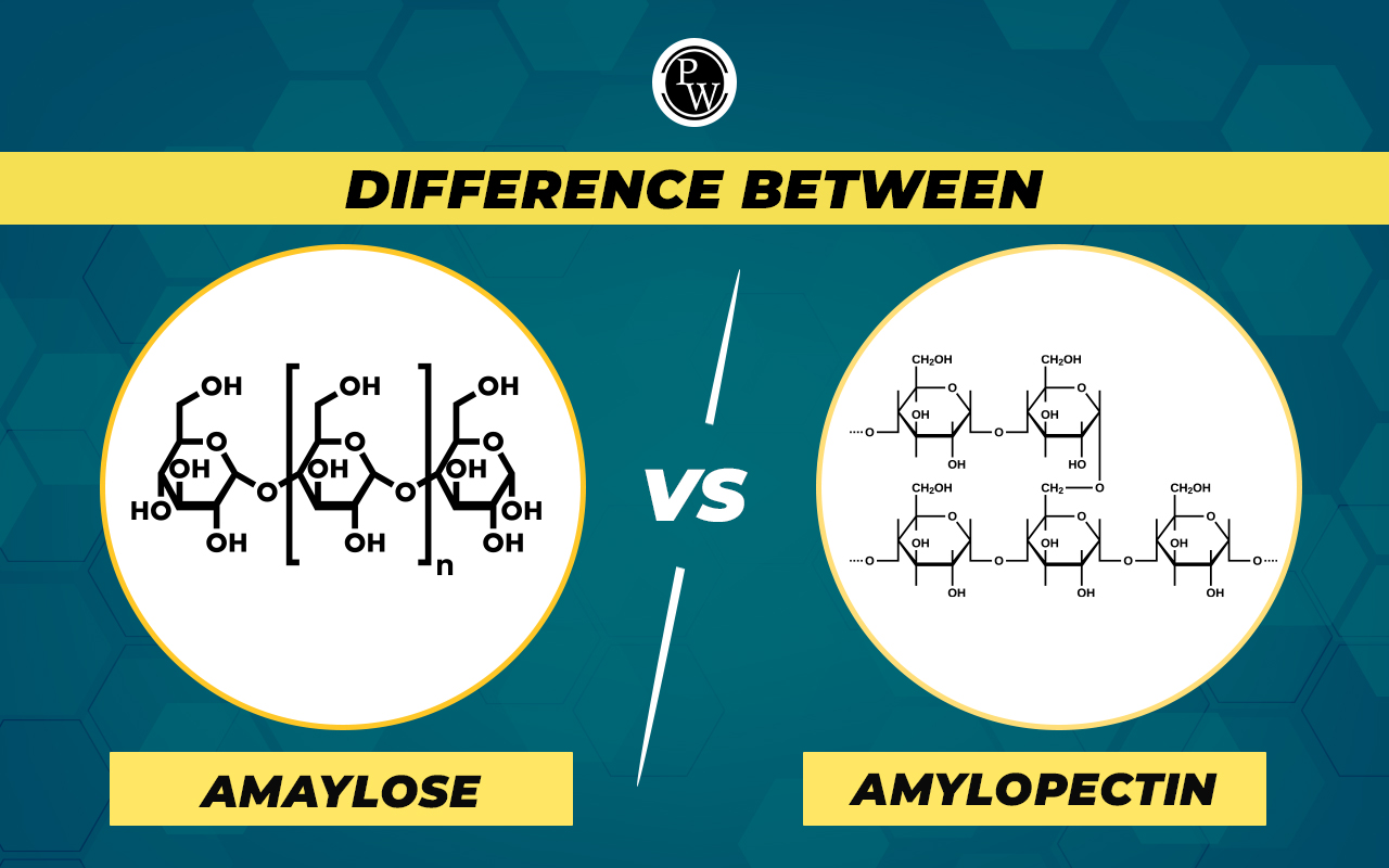 Difference Between Amylose and Amylopectin