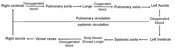 Circulatory System