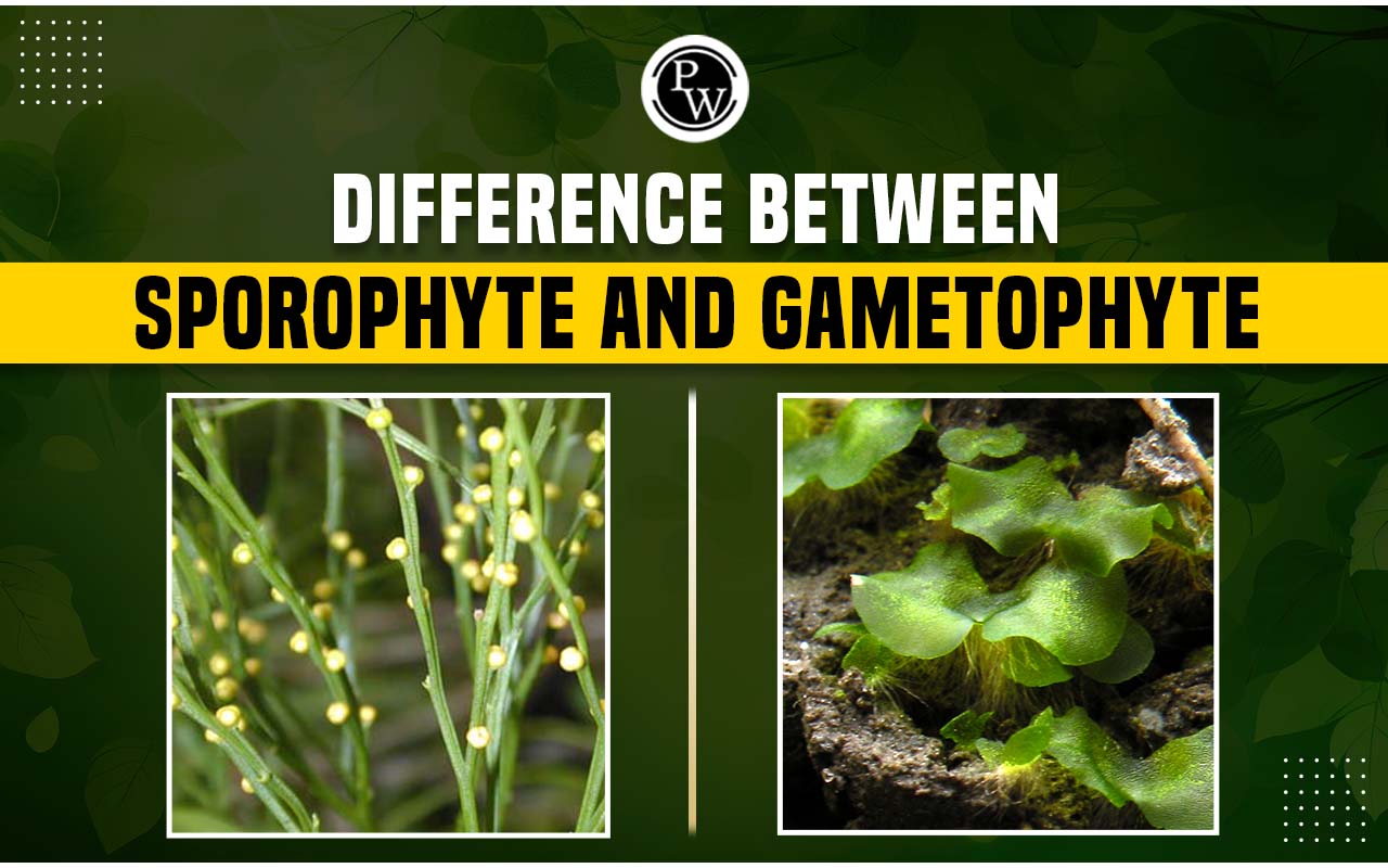 Difference Between Sporophyte and Gametophyte