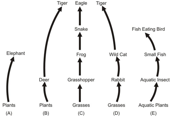 Food Chain Figure